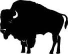 Bison in Franklin Grove, IL